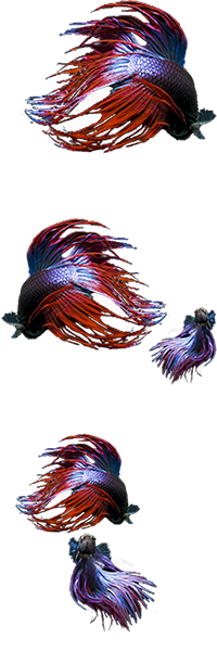 Fighting Fish Start Orb.png